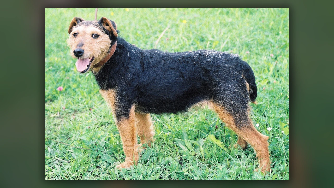 Jagdterrier, immagine verificata della razza