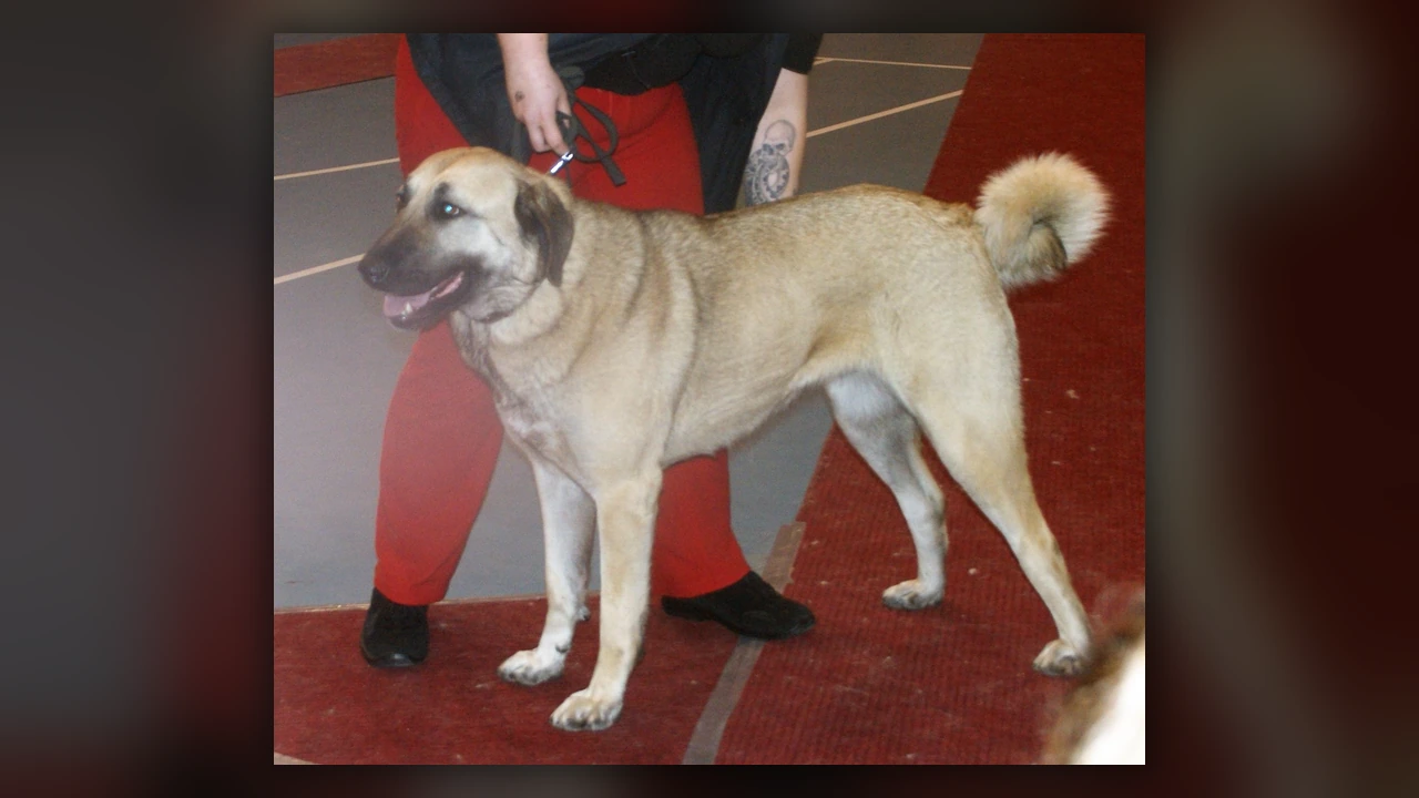 Kangal, immagine verificata della razza