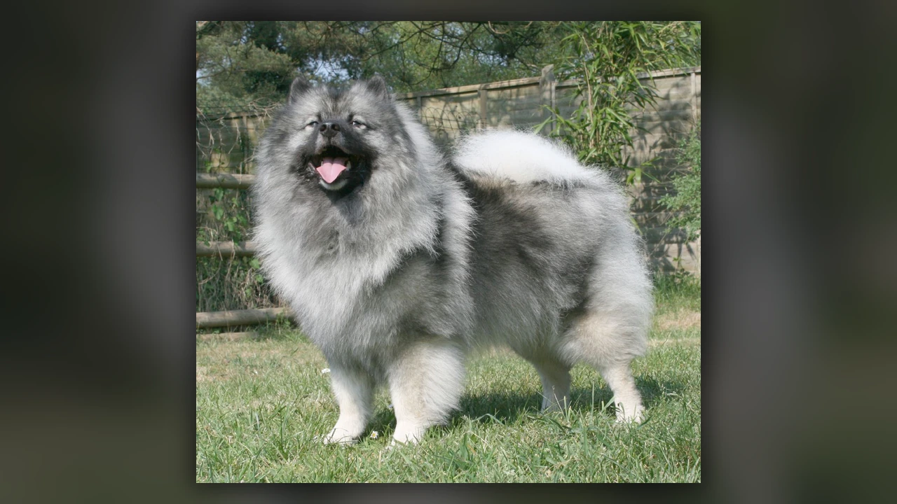 Keeshond, immagine verificata della razza
