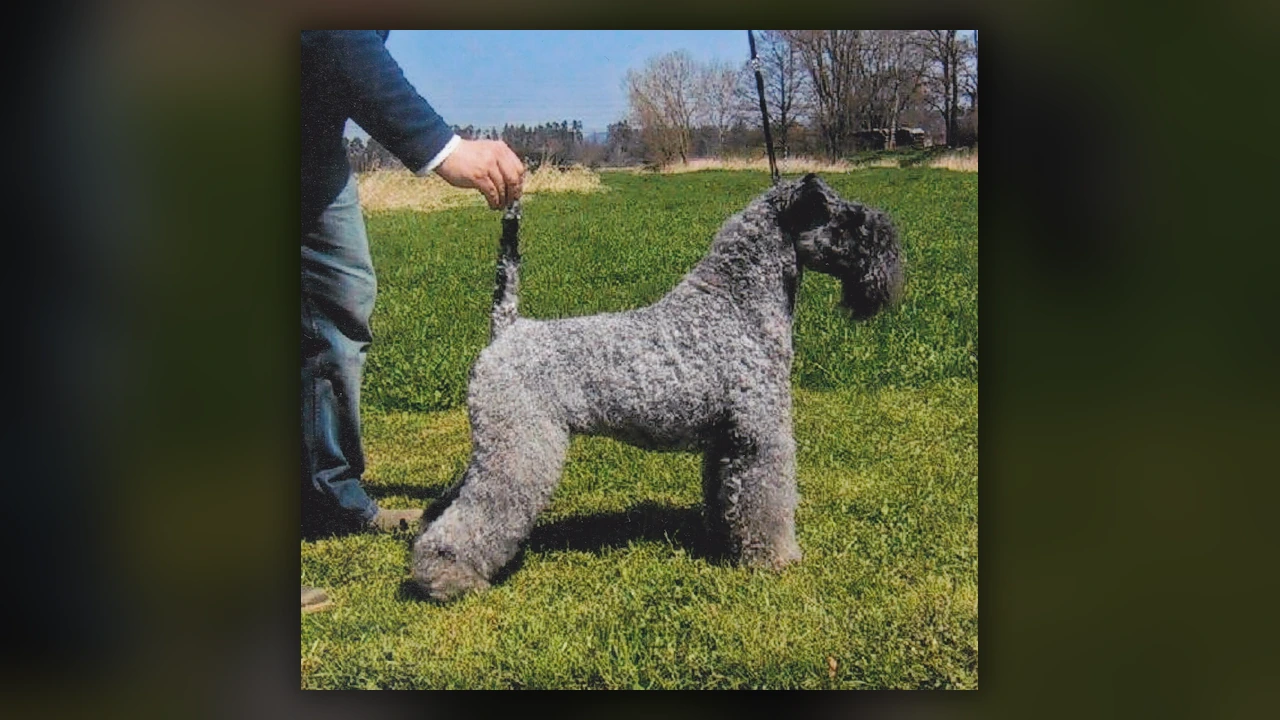 Kerry Blue Terrier, immagine verificata della razza