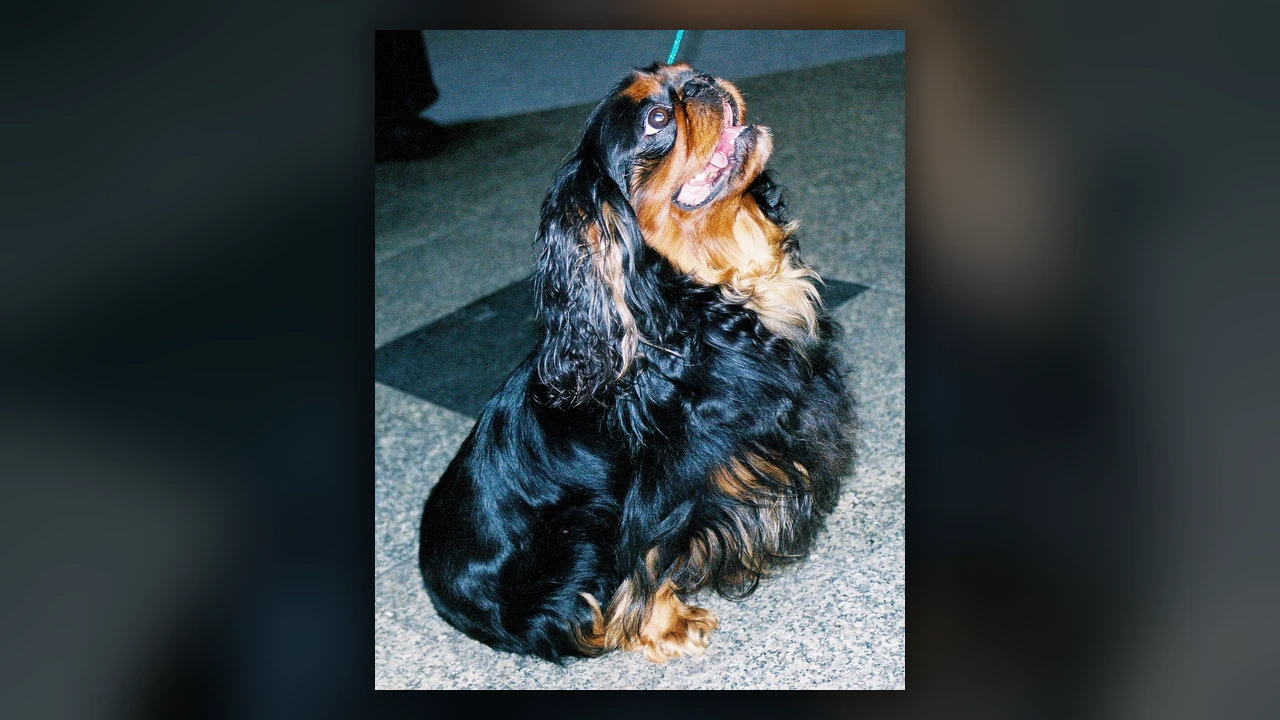 King Charles Spaniel, immagine verificata della razza