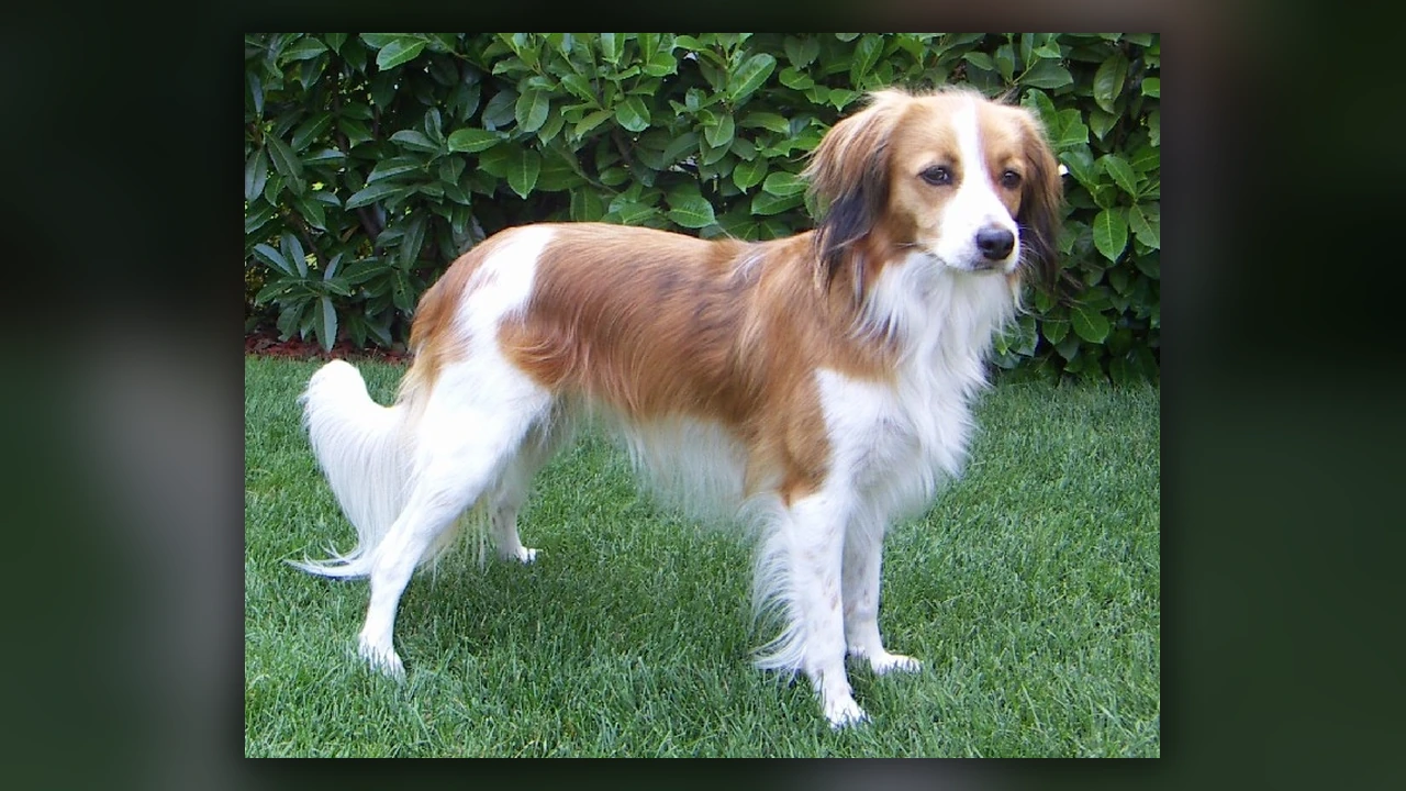 Kooikerhondje, immagine verificata della razza