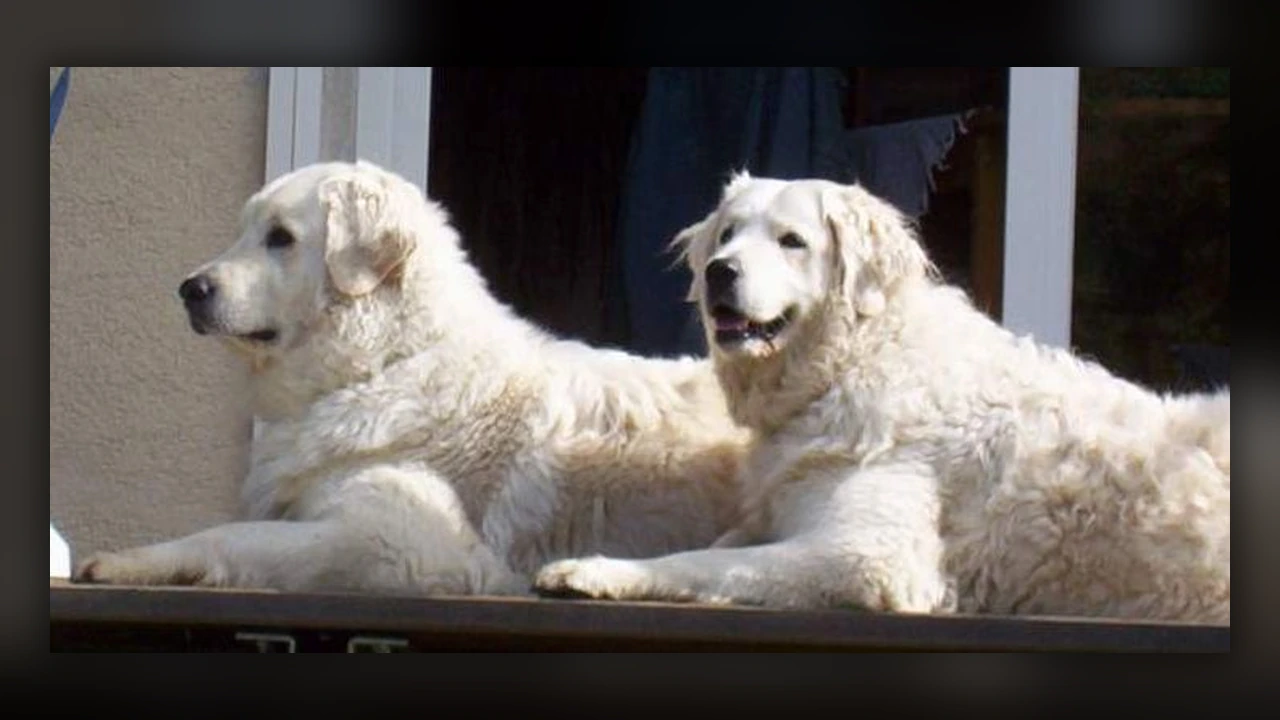 Kuvasz, immagine verificata della razza