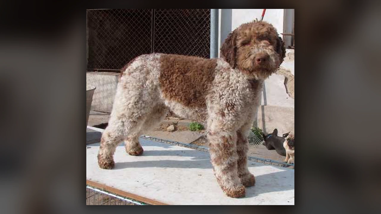 Lagotto Romagnolo, immagine verificata della razza