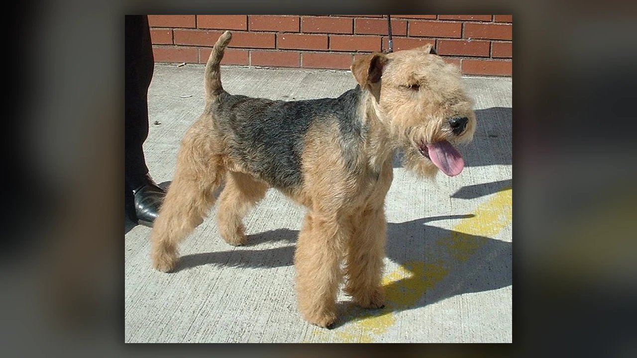 Lakeland Terrier, immagine verificata della razza