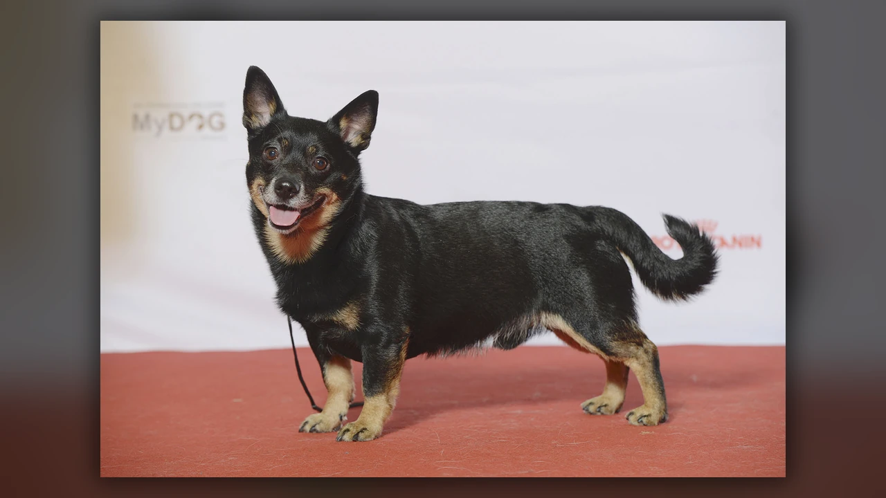 Lancashire Heeler, immagine verificata della razza