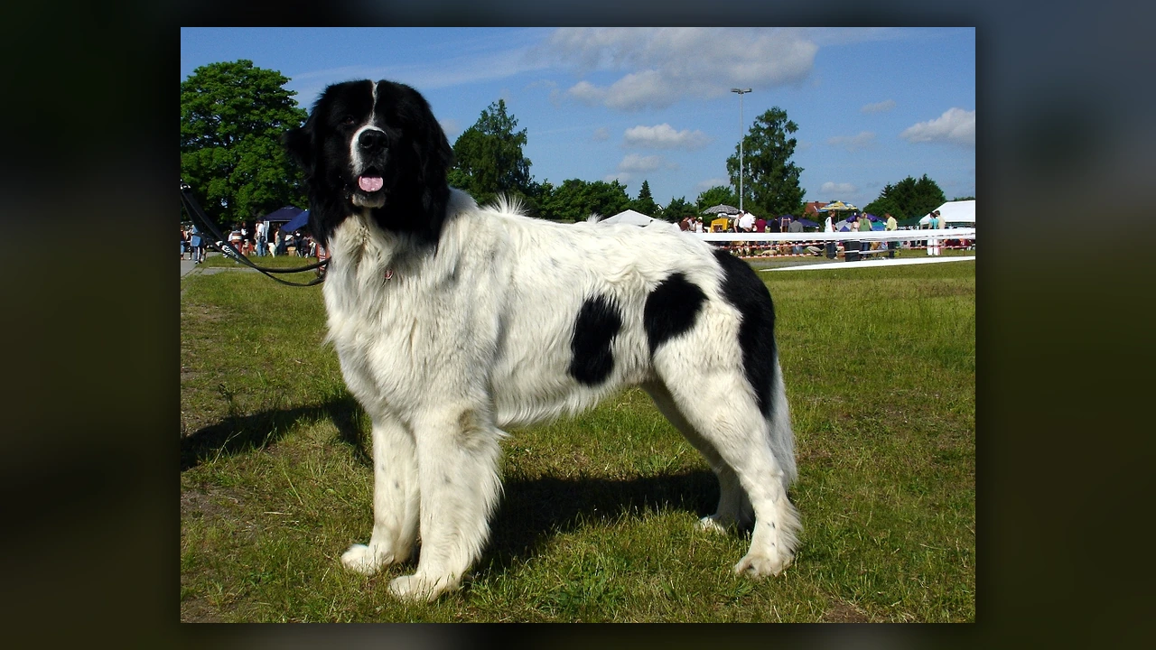 Landseer, immagine verificata della razza