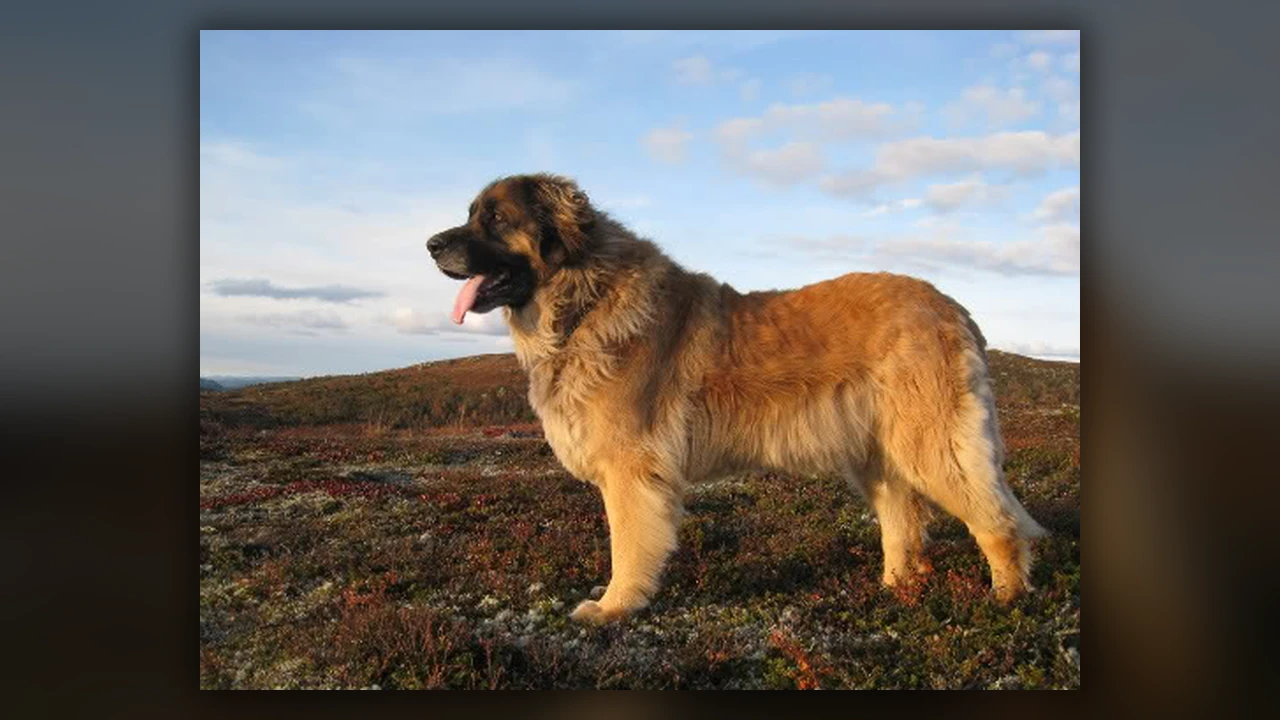 Leonberger, immagine verificata della razza