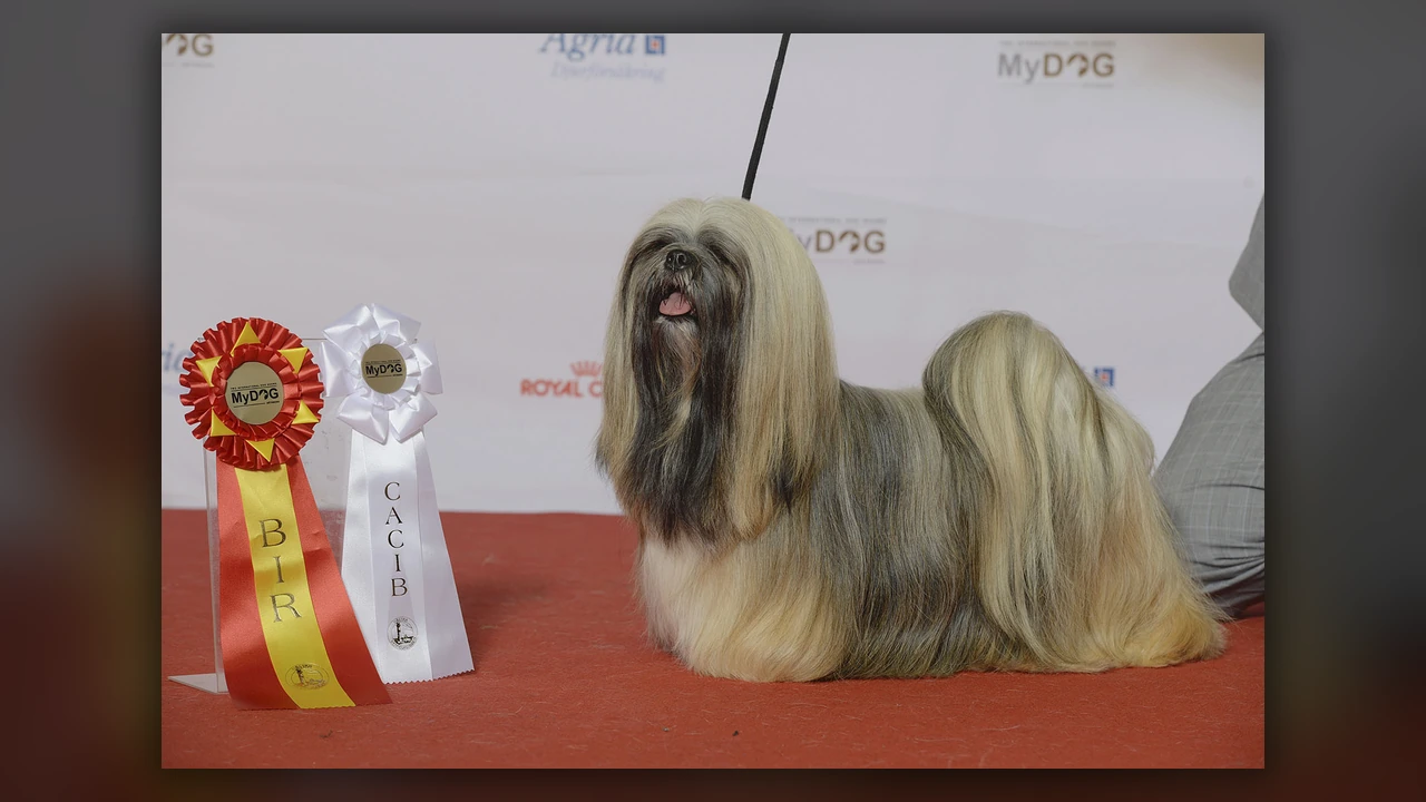 Lhasa Apso, immagine verificata della razza