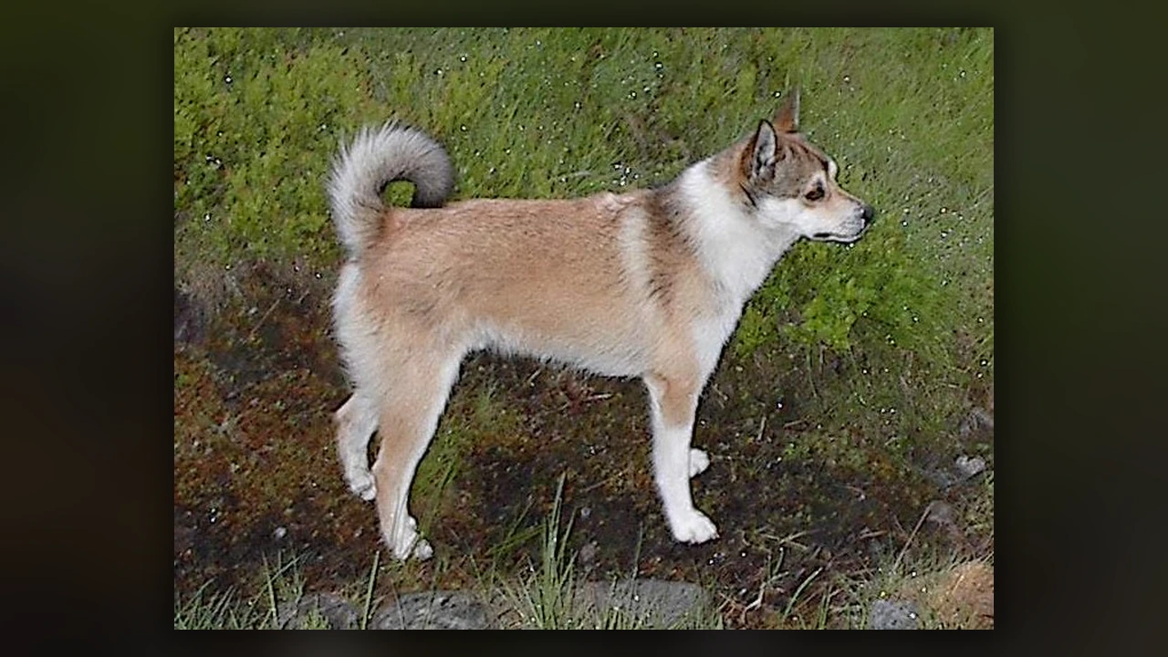 Lundehund Norvegese, immagine verificata della razza