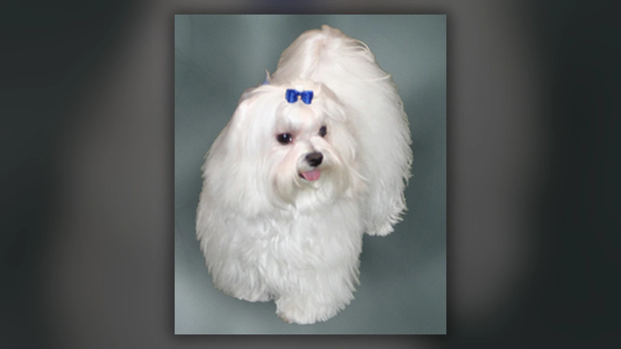 Maltese, immagine verificata della razza