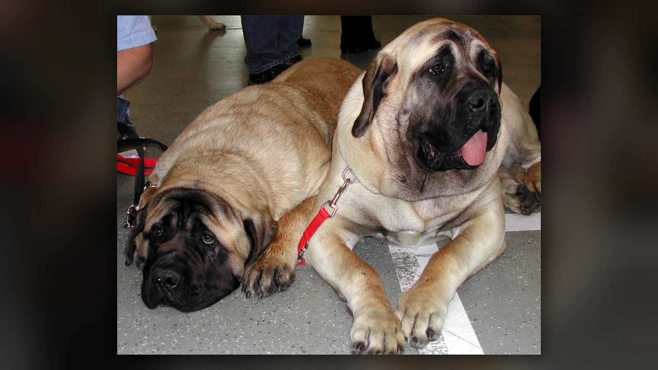 Mastino Inglese, immagine verificata della razza