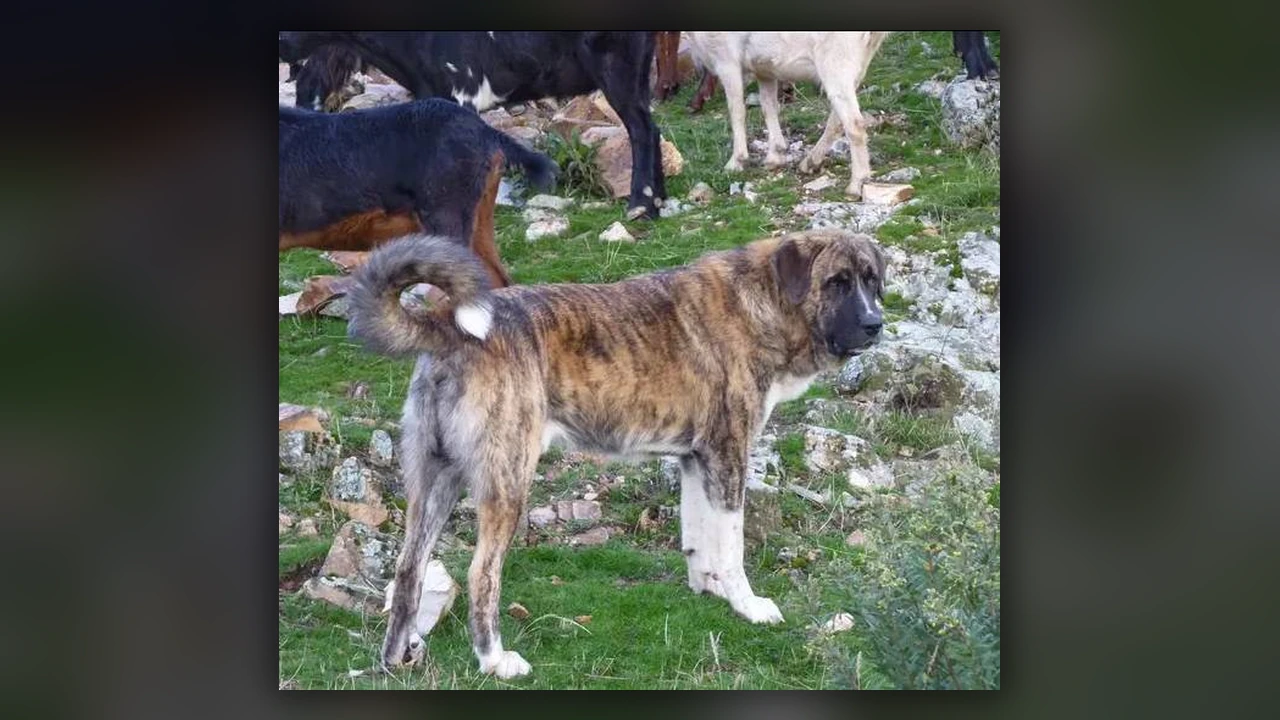 Mastino Spagnolo, immagine verificata della razza