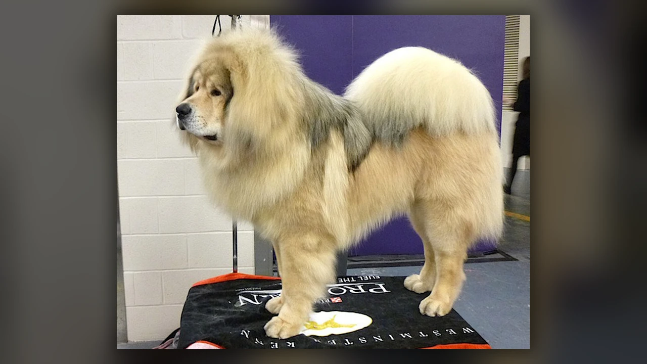 Mastino Tibetano, immagine verificata della razza