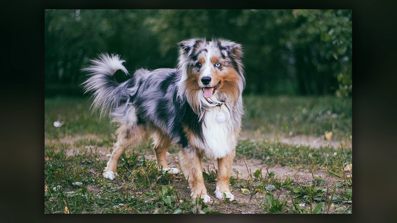 Miniature American Shepherd, immagine verificata della razza