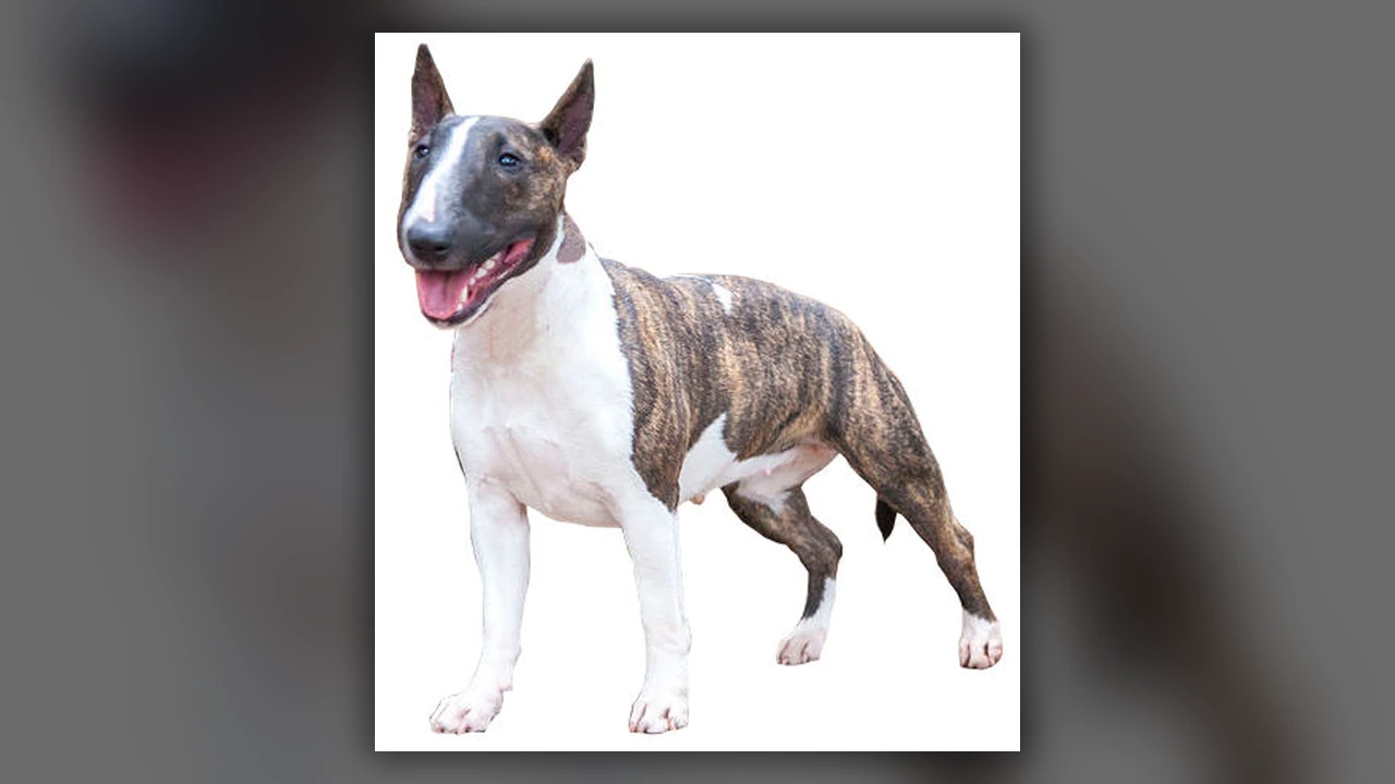Miniature Bull Terrier, immagine verificata della razza
