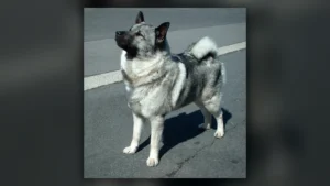 Norwegian Elkhound, immagine verificata della razza