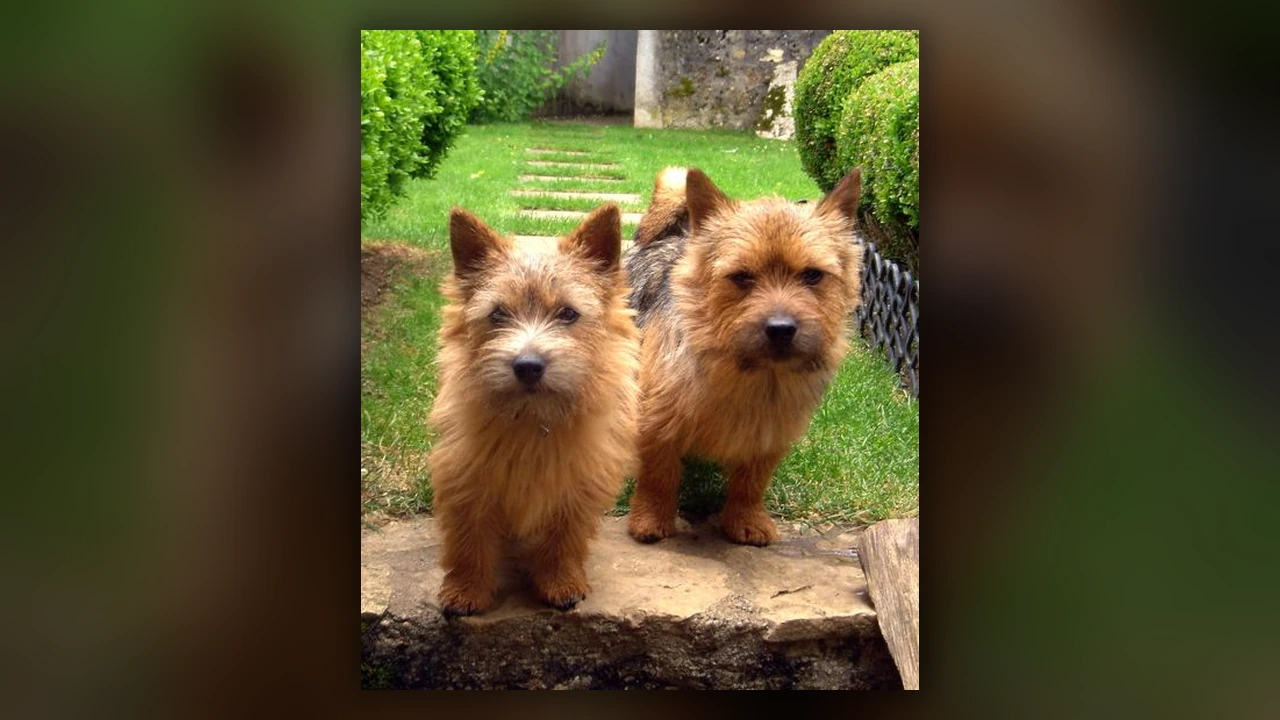 Norwich Terrier, immagine verificata della razza