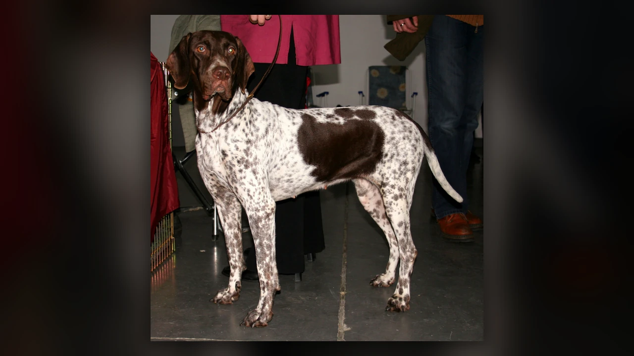 Old Danish Pointer, immagine verificata della razza