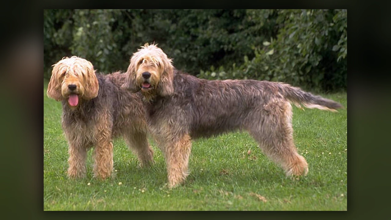 Otterhound, immagine verificata della razza