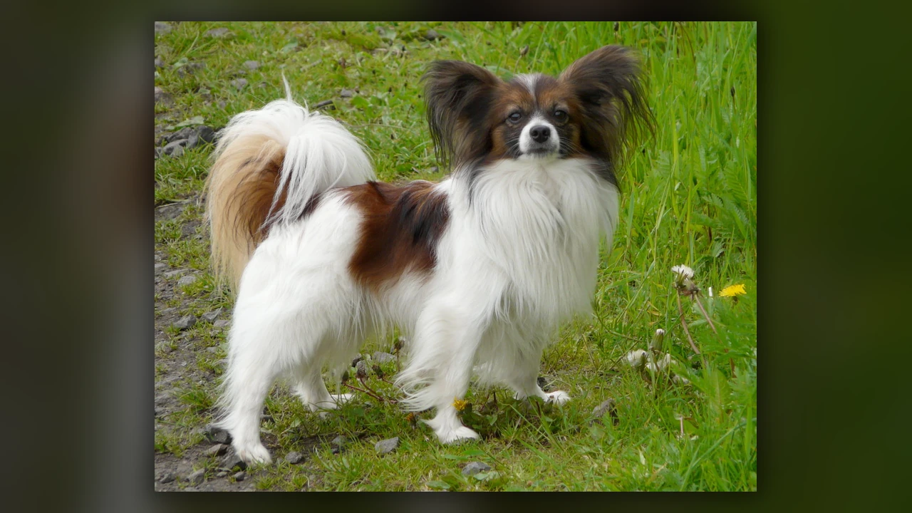 Papillon, immagine verificata della razza