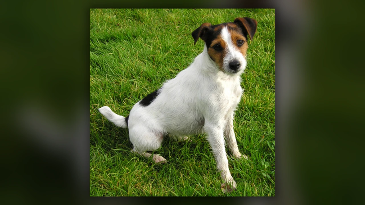 Parson Russell Terrier, immagine verificata della razza