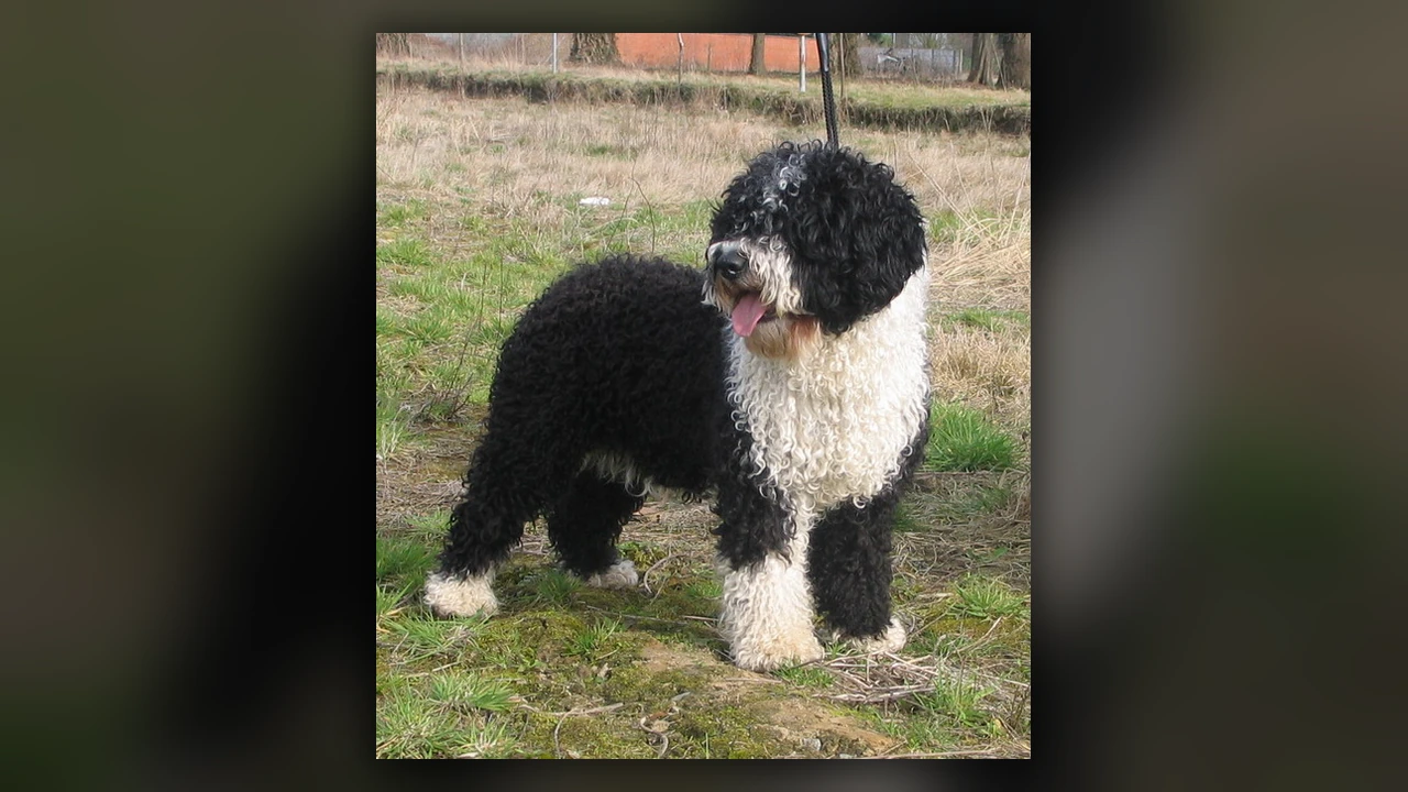 Perro de Agua Espanol, immagine verificata della razza