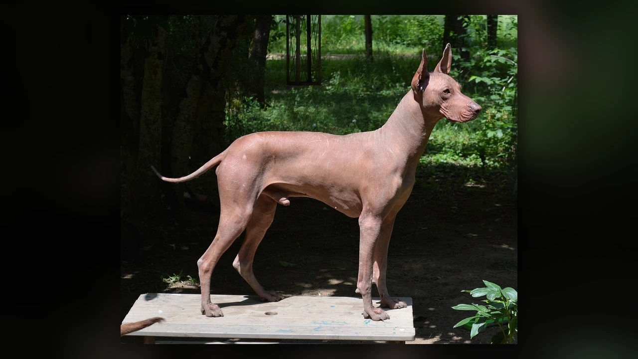 Perro sin pelo del Peru, immagine verificata della razza