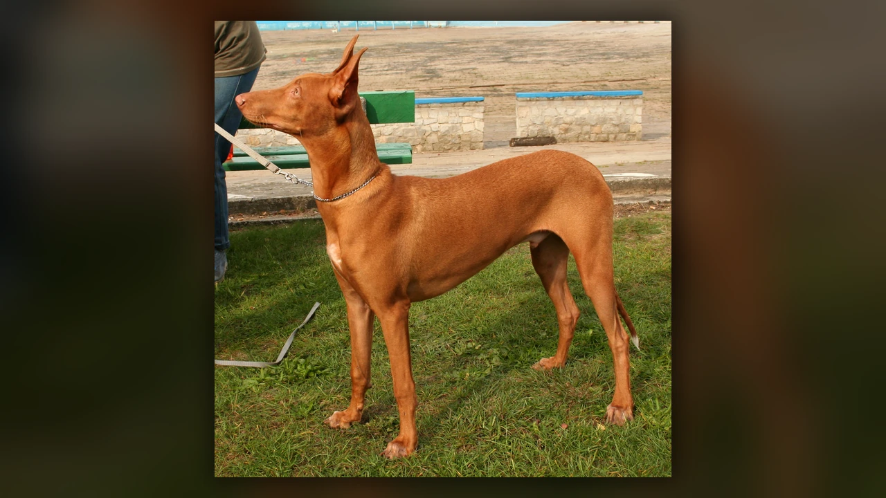 Pharaoh Hound, immagine verificata della razza