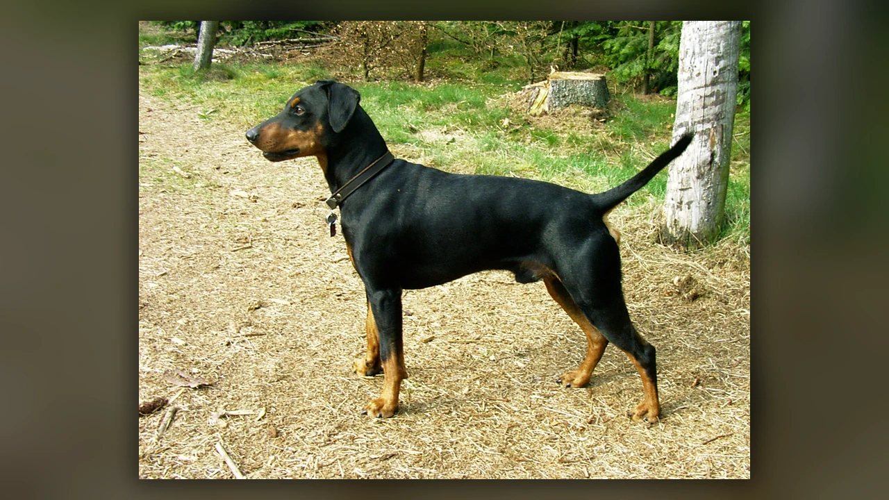 Pinscher, immagine verificata della razza