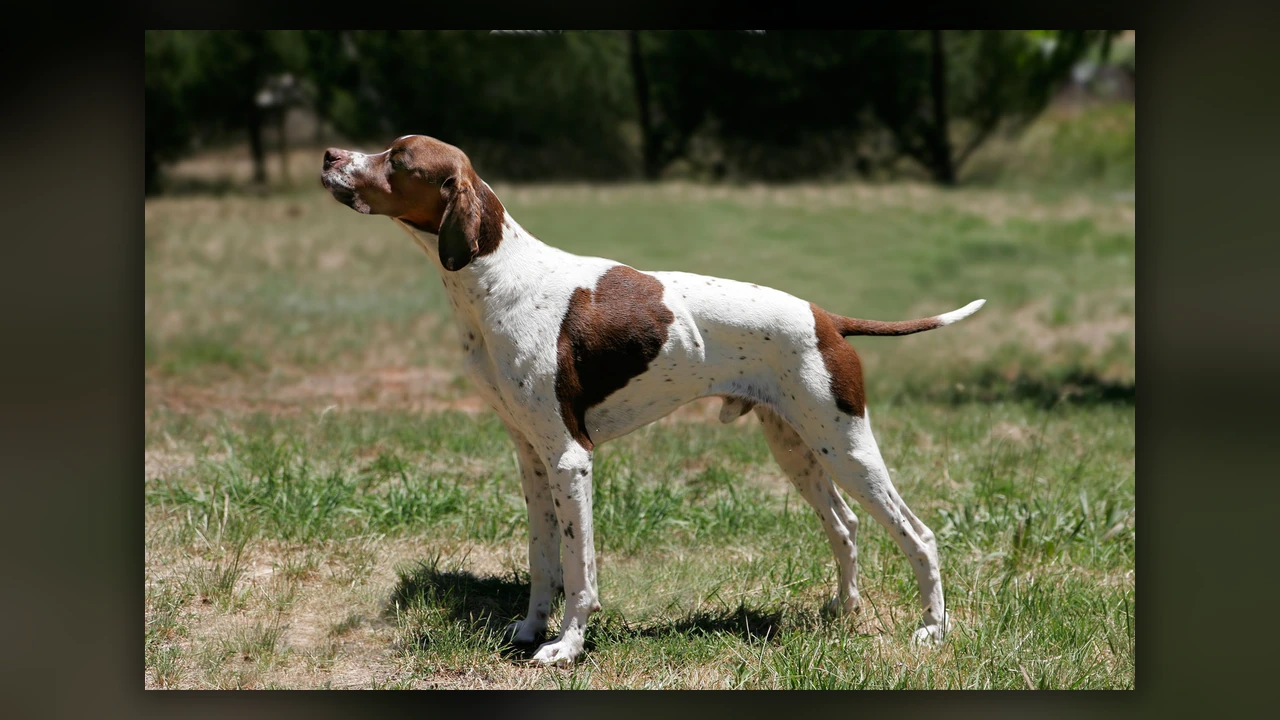 Pointer, immagine verificata della razza