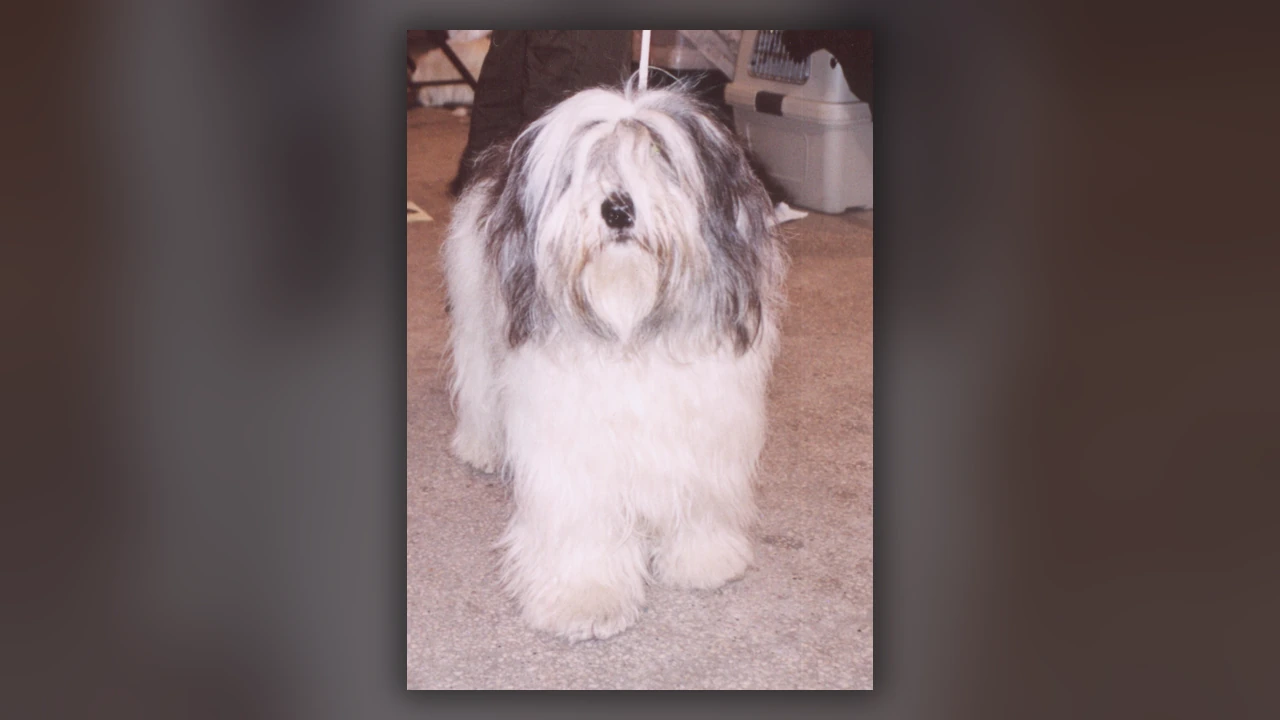 Polish Lowland Sheepdog (PON), immagine verificata della razza