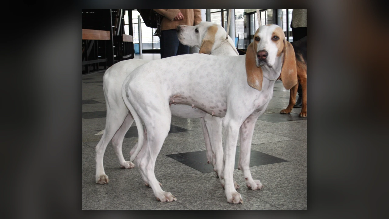 Porcelaine, immagine verificata della razza