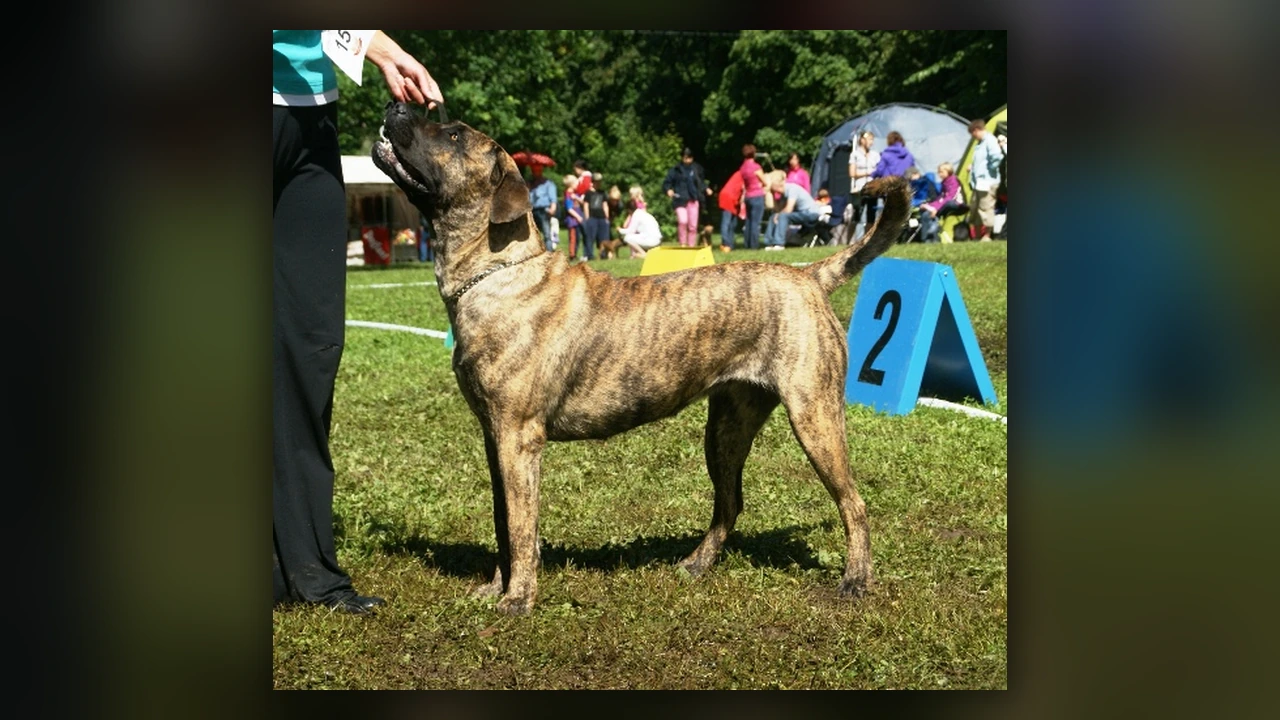 Presa Canario, immagine verificata della razza