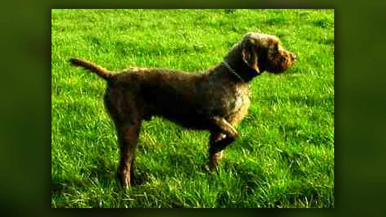 Pudelpointer, immagine verificata della razza