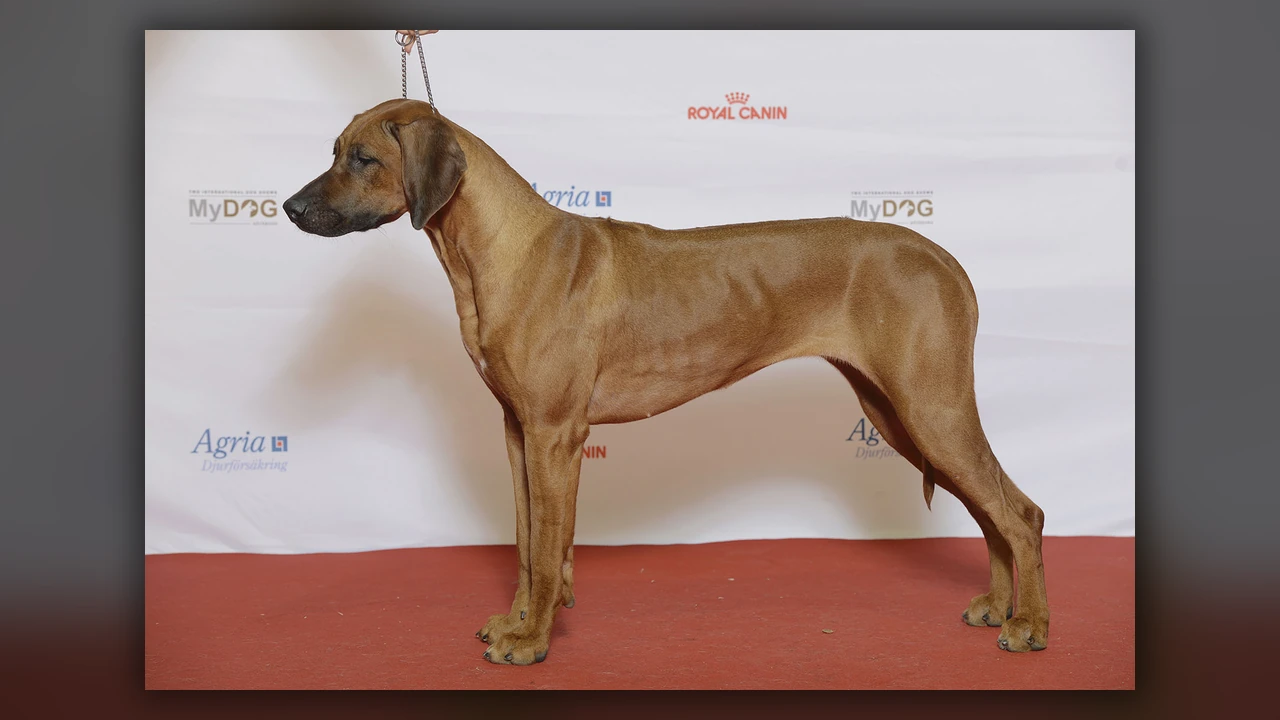 Rhodesian Ridgeback, immagine verificata della razza