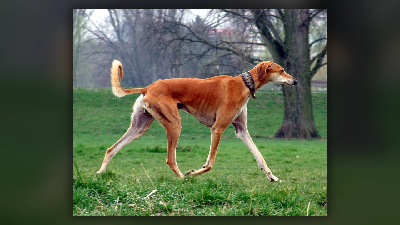 Saluki, immagine verificata della razza