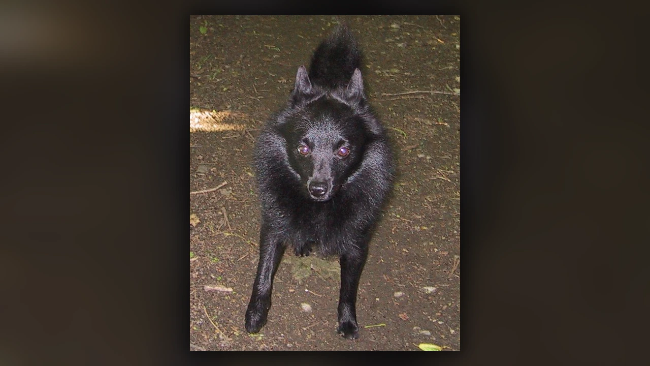 Schipperke, immagine verificata della razza