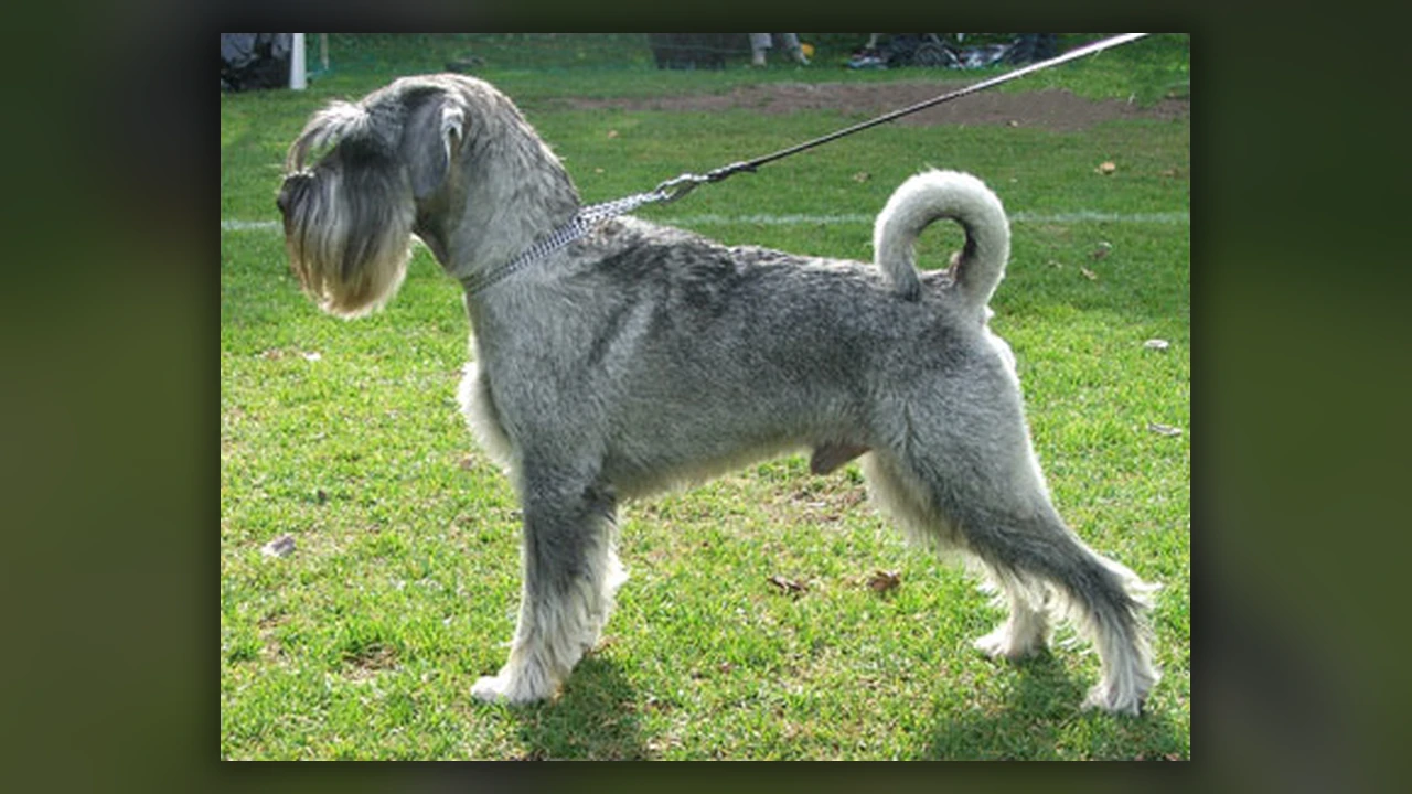 Schnauzer, immagine verificata della razza