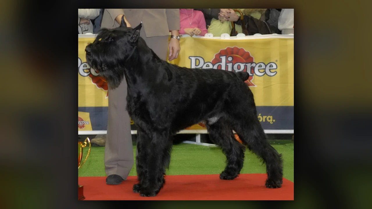 Schnauzer Gigante, immagine verificata della razza