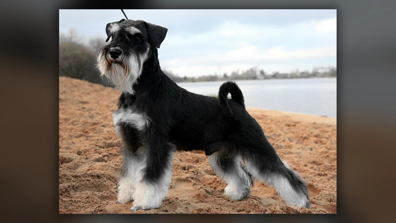 Schnauzer Nano, immagine verificata della razza