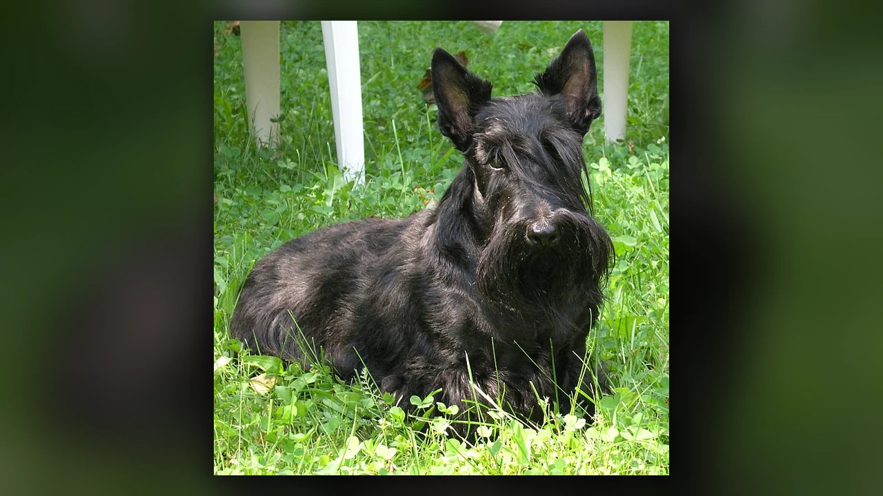 Scottish Terrier, immagine verificata della razza