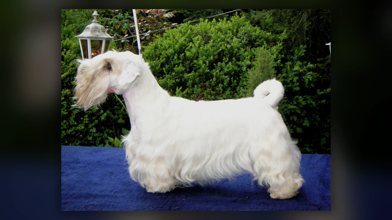 Sealyham Terrier, immagine verificata della razza