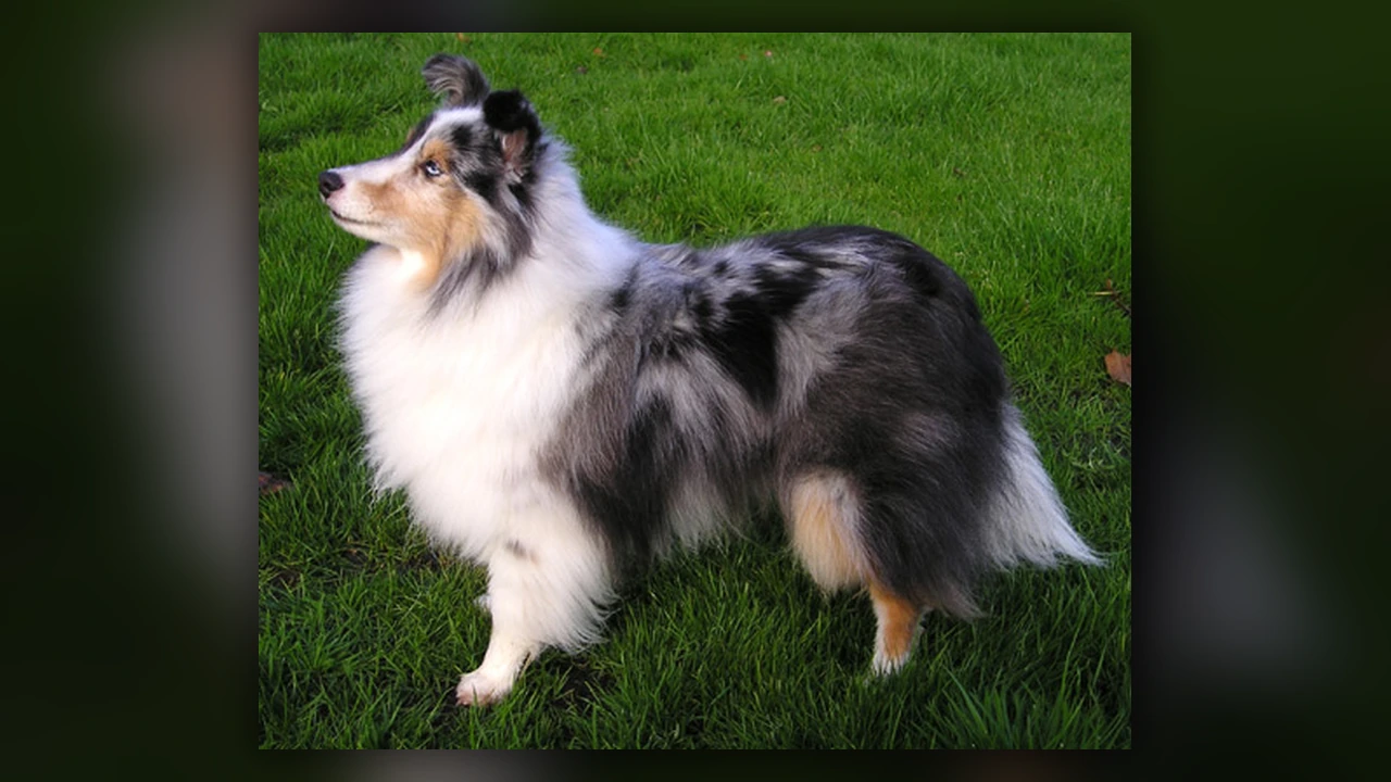 Shetland Sheepdog, immagine verificata della razza