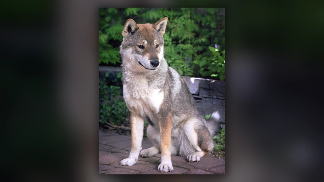 Shikoku, immagine verificata della razza