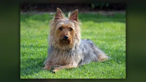 Silky Terrier, immagine verificata della razza
