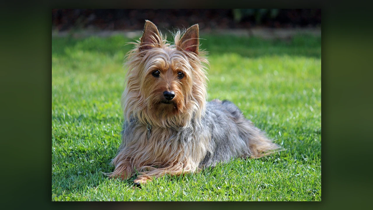 Silky Terrier, immagine verificata della razza