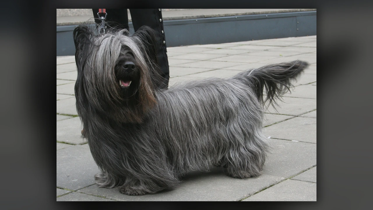 Skye Terrier, immagine verificata della razza