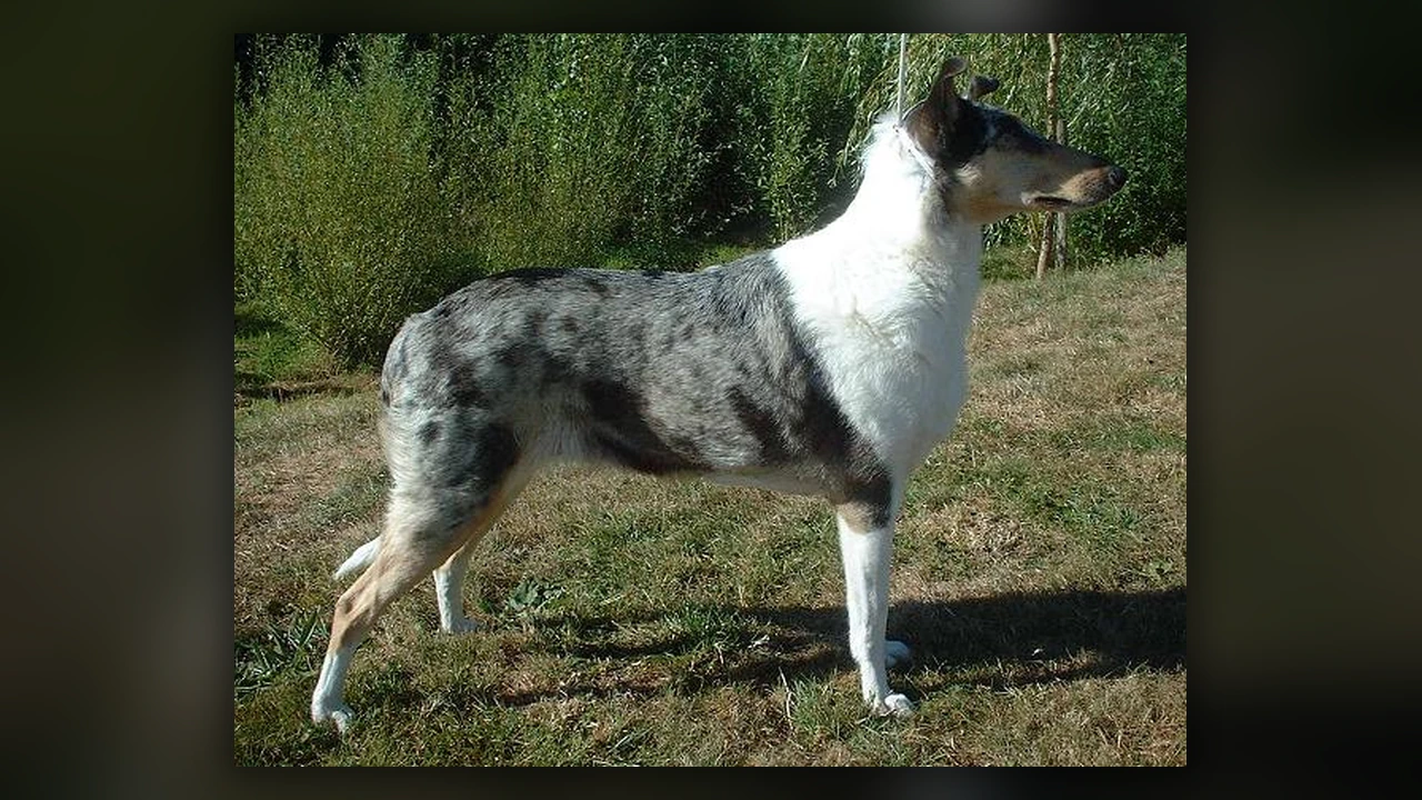 Smooth Collie, immagine verificata della razza