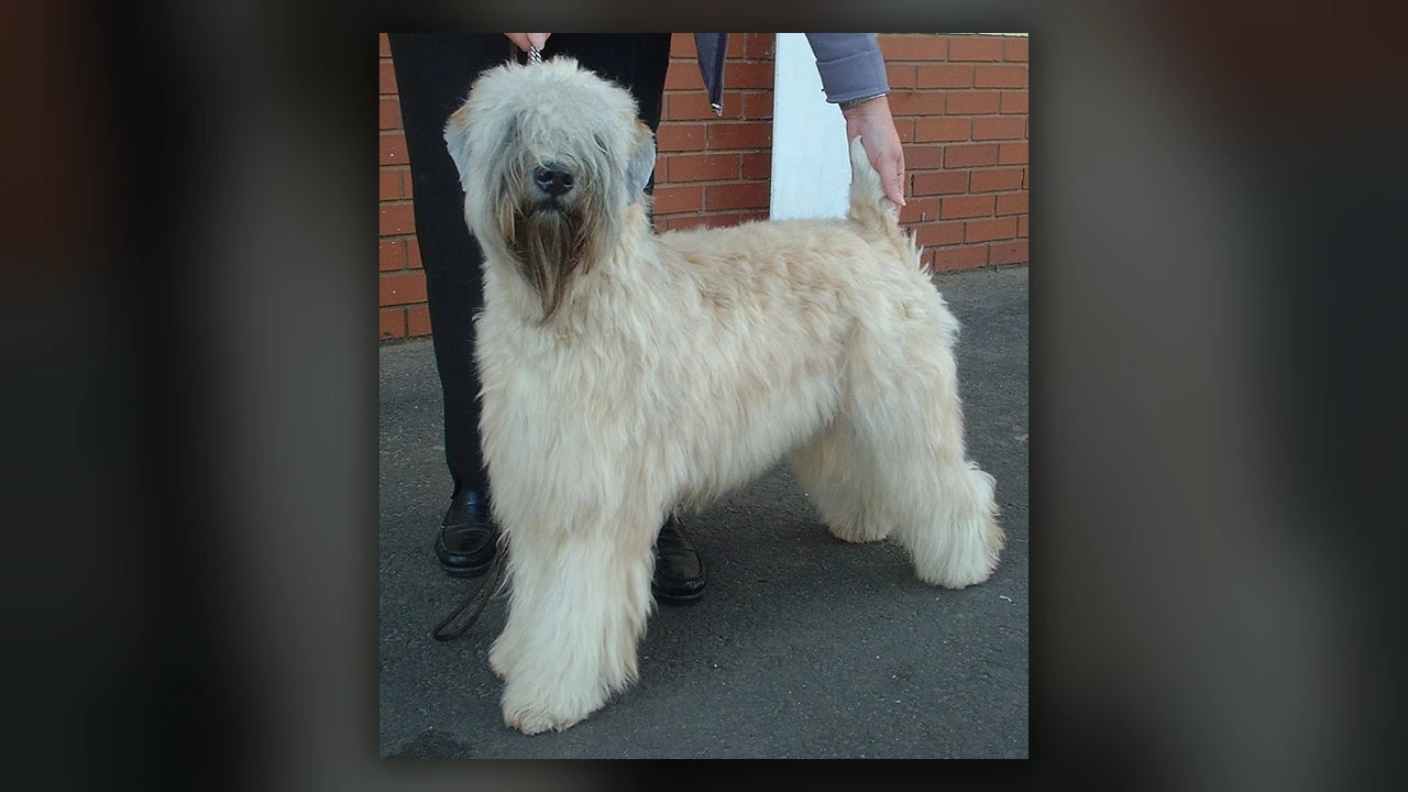 Soft Coated Wheaten Terrier, immagine verificata della razza